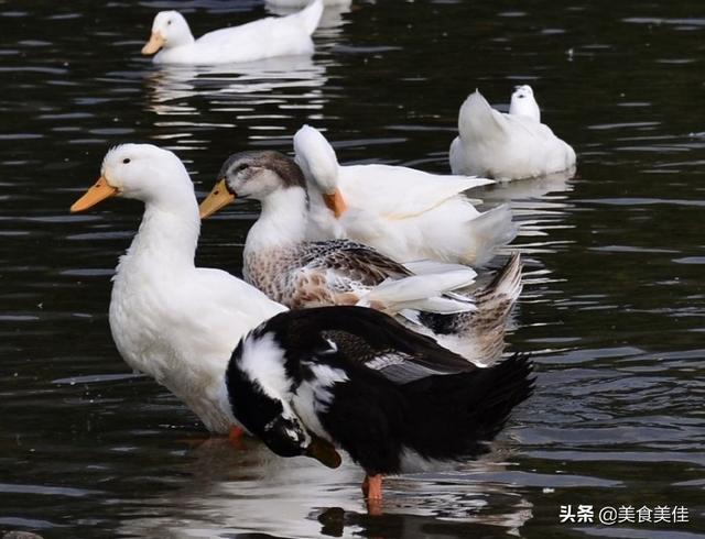 鸭子的寿命是多久，几年以上的营养价值最高？-第4张图片-亚星国际官网