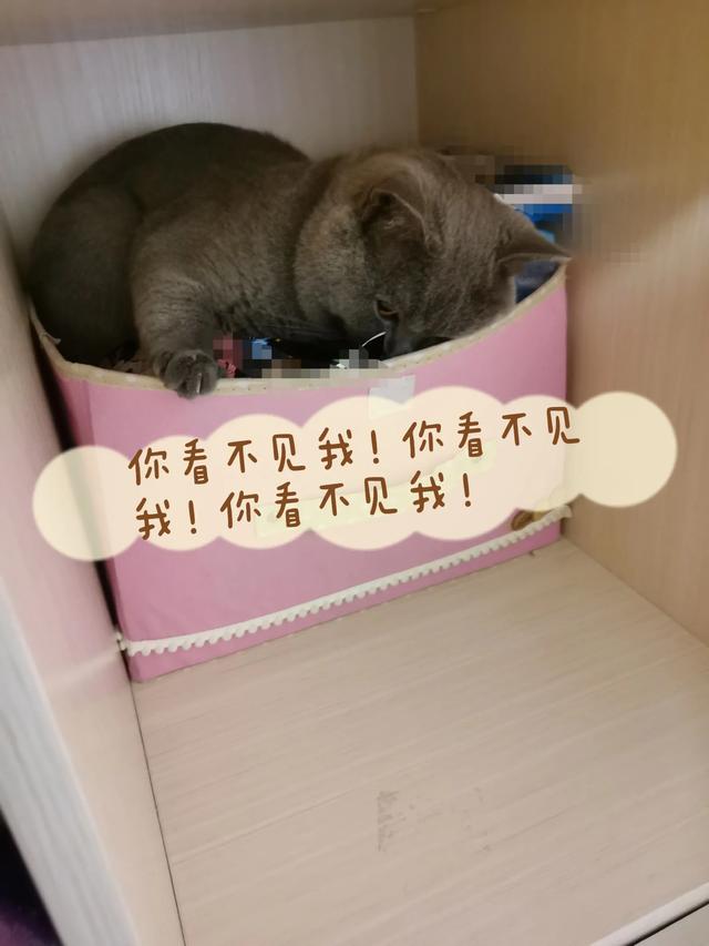 你会和你家猫咪说话吗？