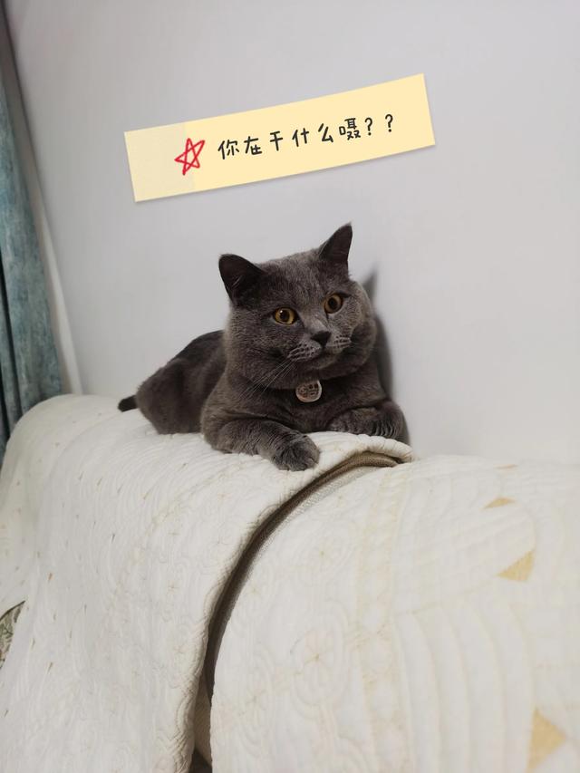 你会和你家猫咪说话吗？-第2张图片-亚星国际官网