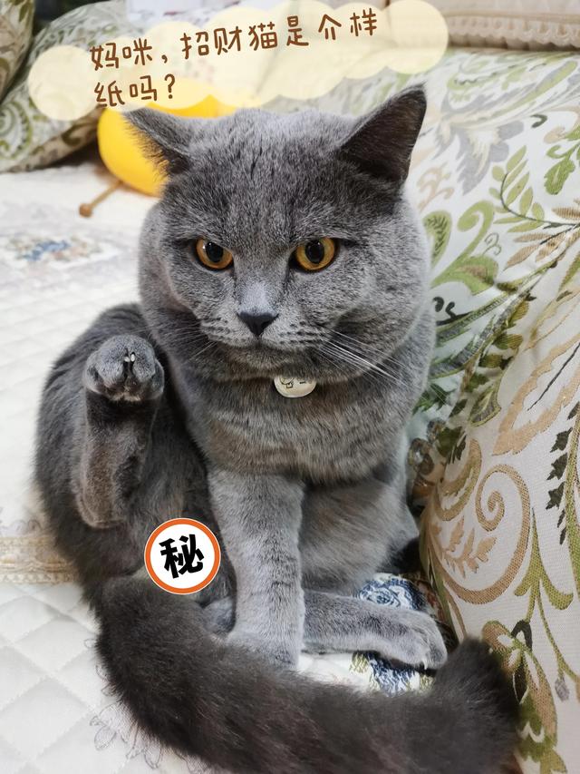 你会和你家猫咪说话吗？-第3张图片-亚星国际官网
