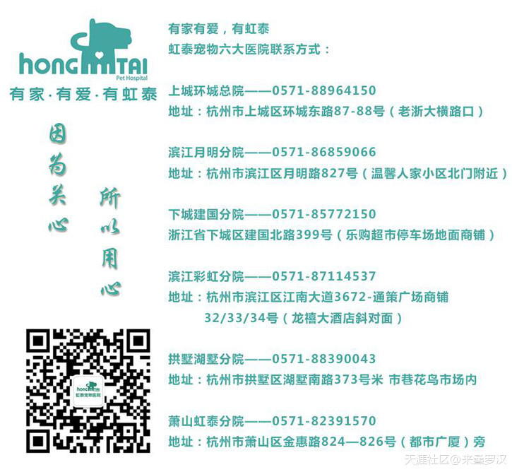 手机版泰拉瑞亚宠物:虹泰宠物医院：遇到狗狗呕吐的情况不要慌张-第6张图片-亚星国际官网