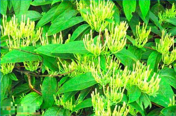 华为手机多少钱价格
:北花一号金银花价格多少钱一斤？