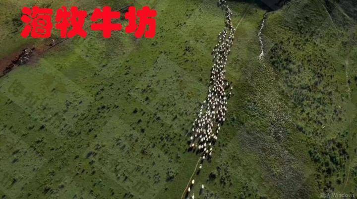 华为拍照手机价格和图片
:草饲和谷饲的区别图片_谷饲牛肉和草饲牛肉价格