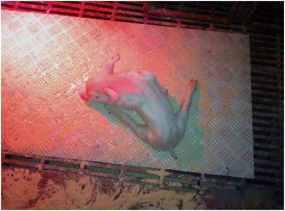 华为折叠手机的最新信息
:仔猪八字腿的病因、临床症状及控制策略的最新信息。