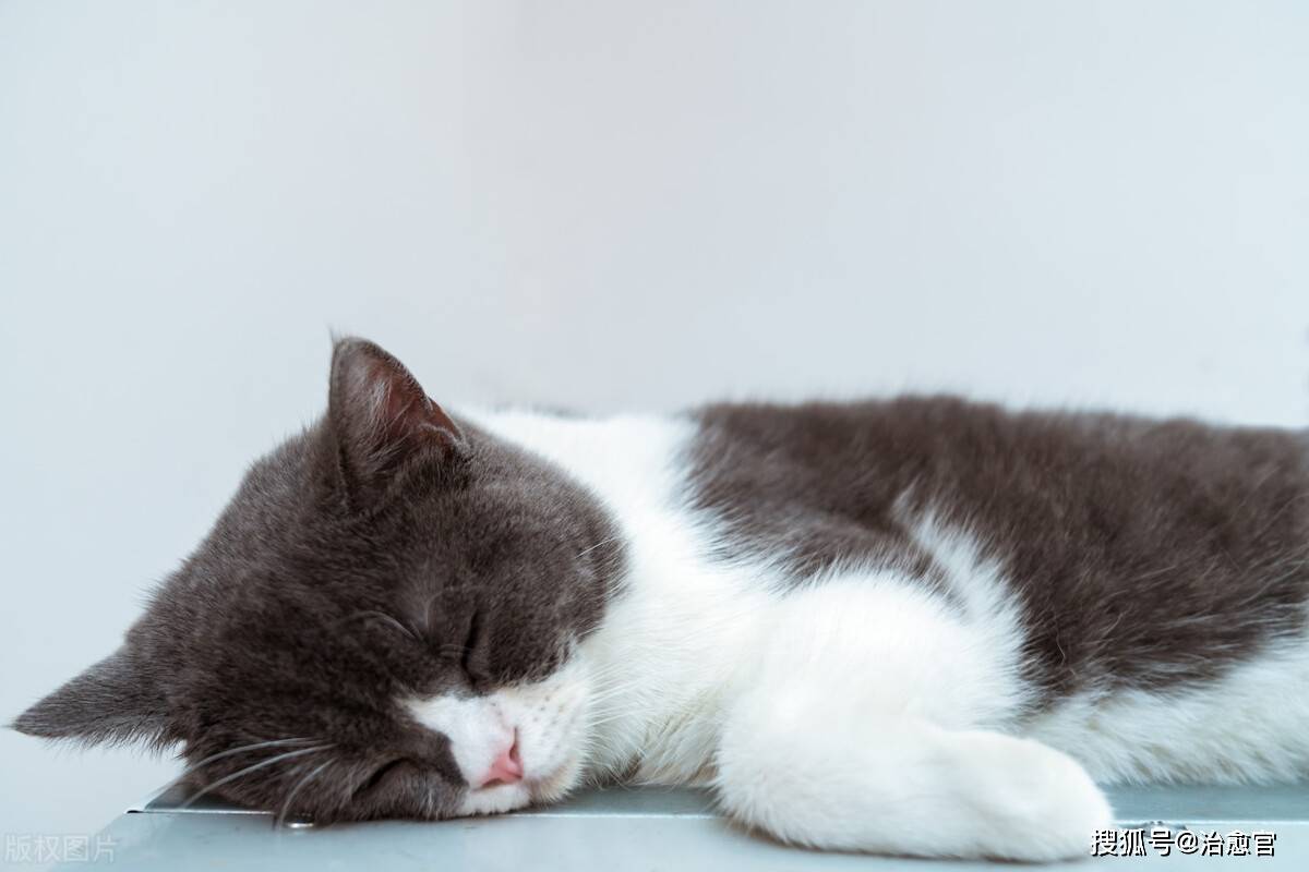 给猫族糖心苹果版下载:猫咪缺乏维生素B1会导致心力衰竭吗？