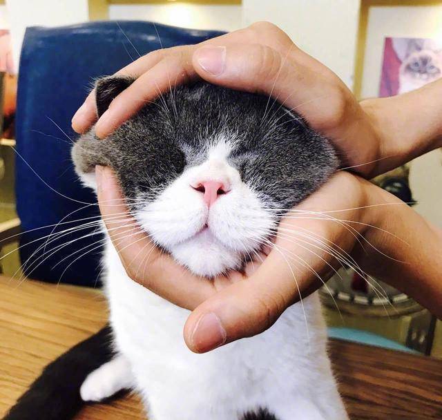 苹果版猫咪后院壁纸
:王源小源的猫咪后院-第3张图片-亚星国际官网