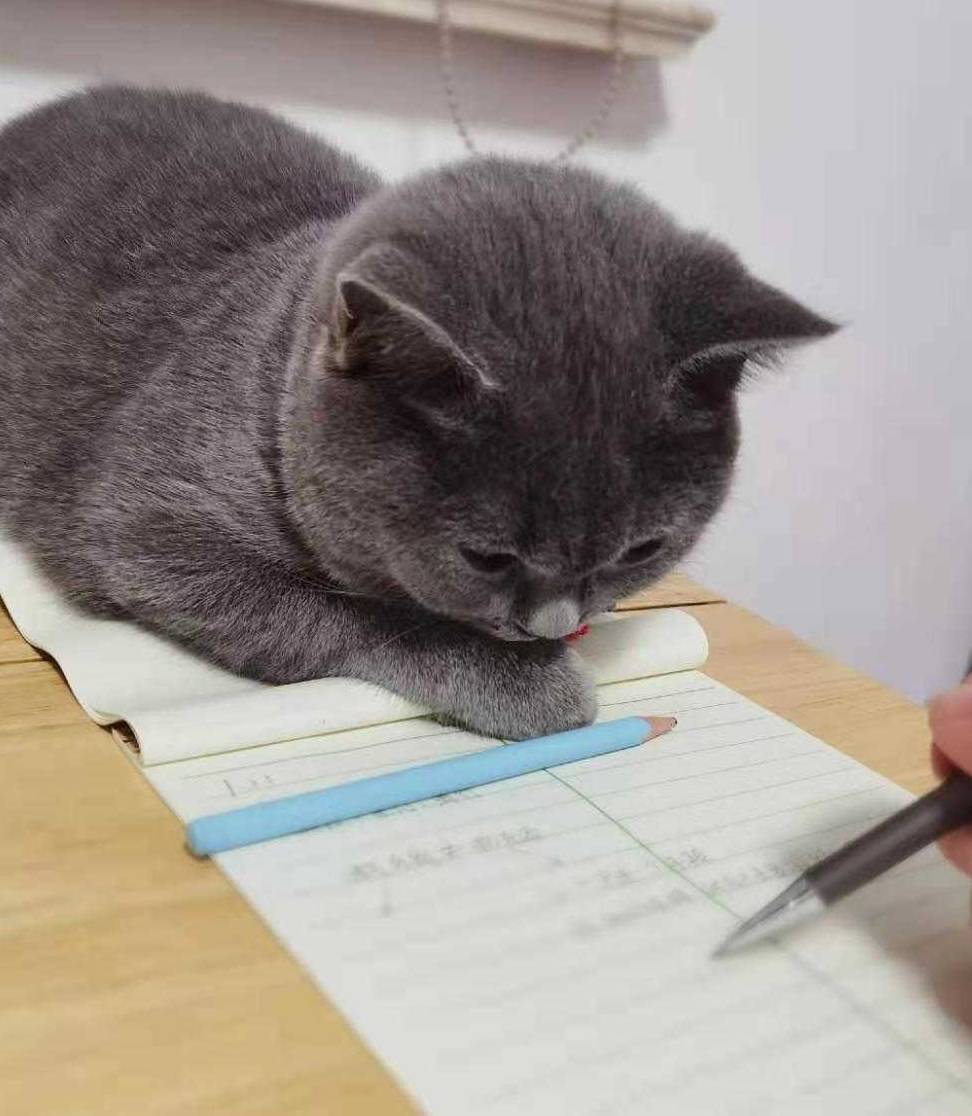 猫眼看书苹果版:猫咪流浪记