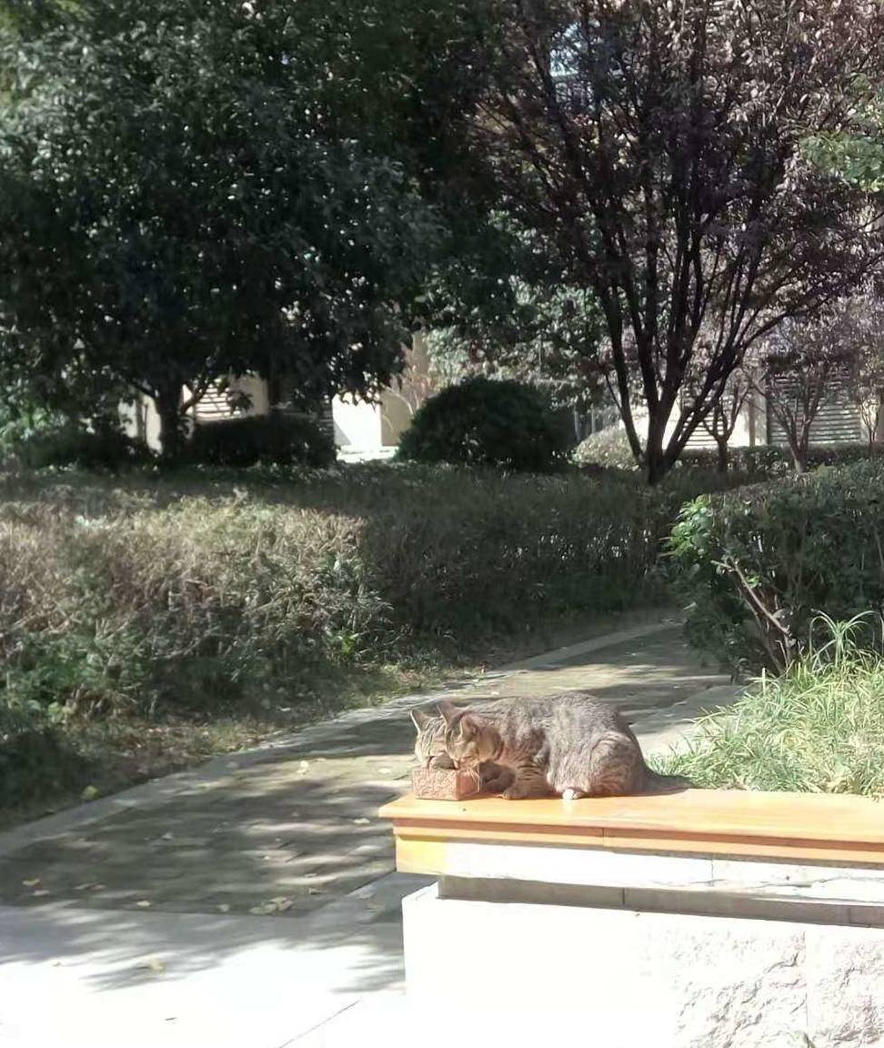 猫眼看书苹果版:猫咪流浪记-第2张图片-亚星国际官网