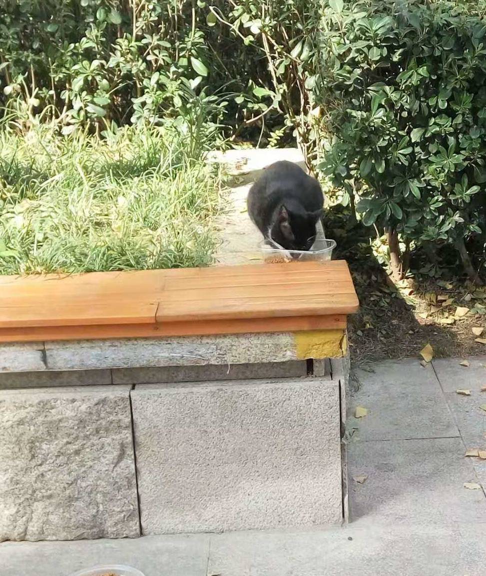 猫眼看书苹果版:猫咪流浪记-第3张图片-亚星国际官网