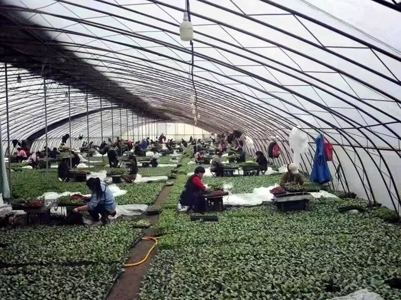 小苹果移动客服版:黄河农村商业银行：用实实在在的行动助力乡村振兴-第2张图片-亚星国际官网