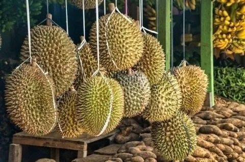 出口版苹果纸托:菲律宾榴莲要来了！首批7500吨榴莲3月出口中国
