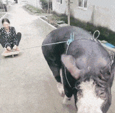 手机算命:搞笑GIF：媳妇你养的这头猪真不错，可以拉人逛街了