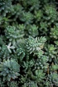 苹果手表5澳洲版-第3张图片-亚星国际官网 苹果手表5澳洲版-第3张图片-亚星国际官网