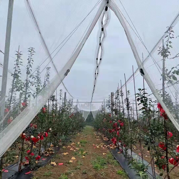 苹果防雹网新闻苹果被冰雹砸伤了