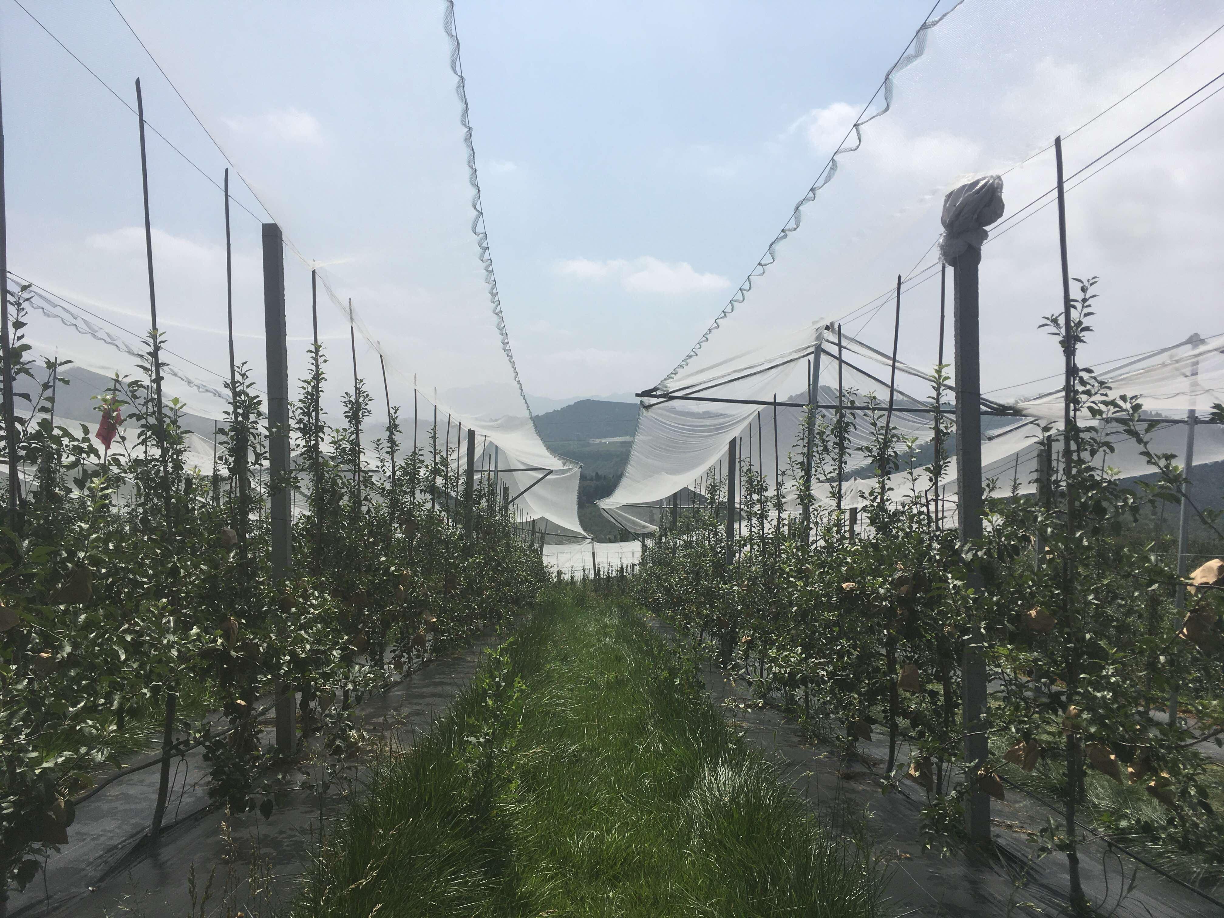 苹果防雹网新闻苹果被冰雹砸伤了-第2张图片-亚星国际官网