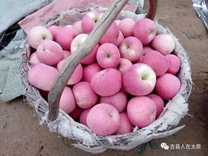 吉县苹果新闻报道吉县苹果批发联系电话-第2张图片-亚星国际官网