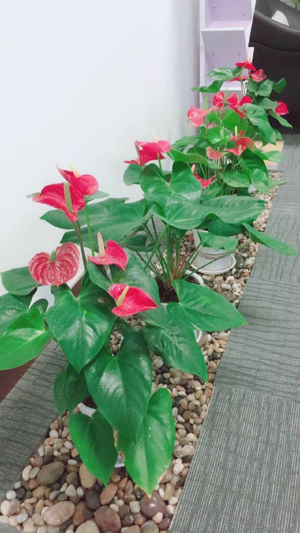寻鹿招聘苹果版急招一天一结临时工-第2张图片-亚星国际官网
