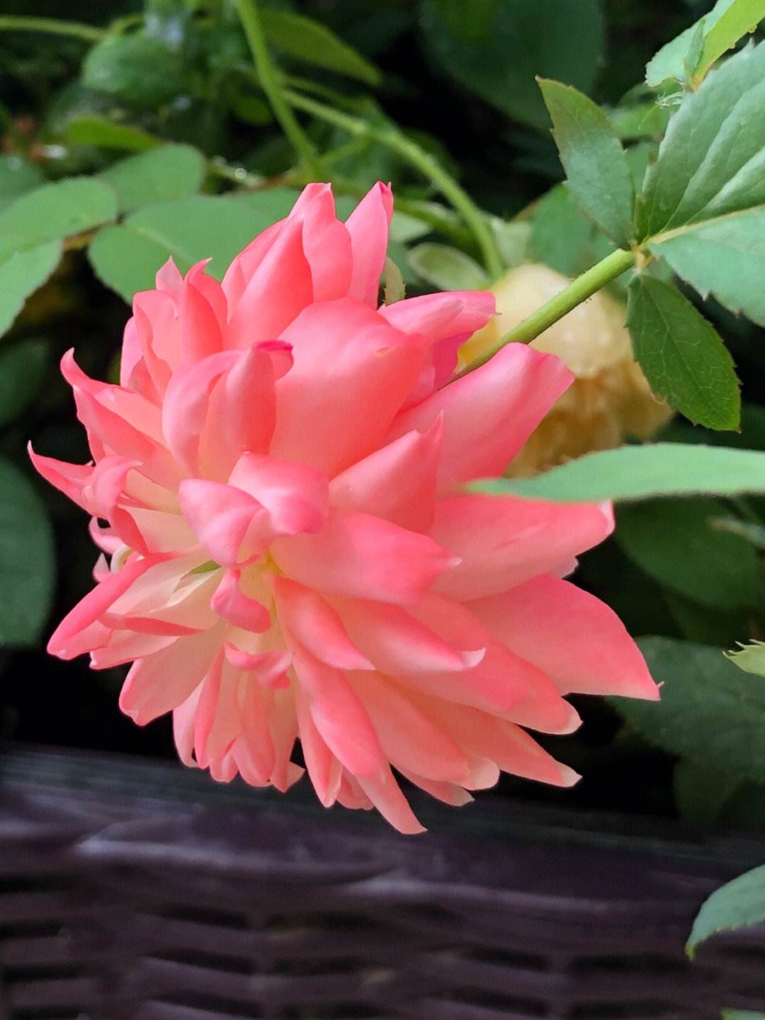 苹果版炸死他5.0苹果炸弹机是什么意思-第2张图片-亚星国际官网