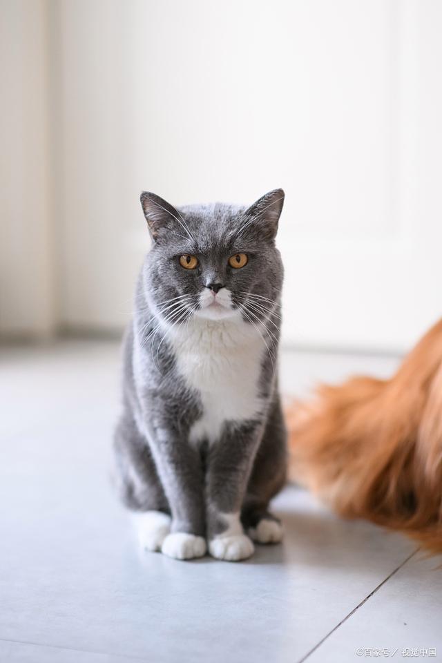 手机版的那个大蓝猫大蓝猫玩具工厂3游戏手机版